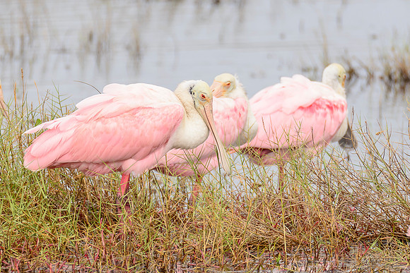 Roseate Spoonbill