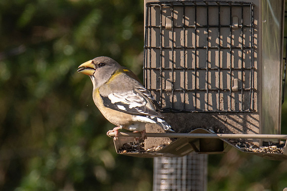 Evening Grosbeak