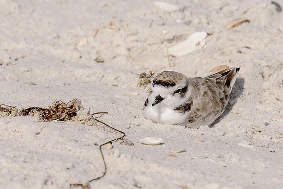 Snowy Plover
