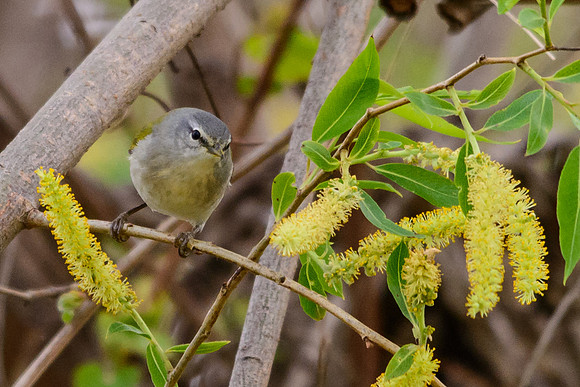 Tennessee Warbler