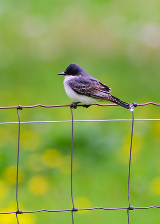 Eastern Kingbird; Union County
