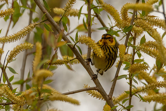 Cape May Warbler
