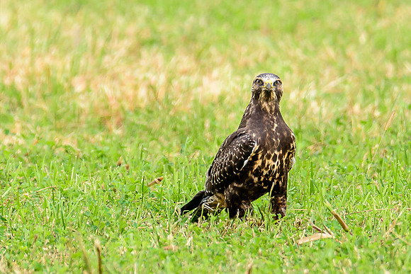 Swainson's Hawk