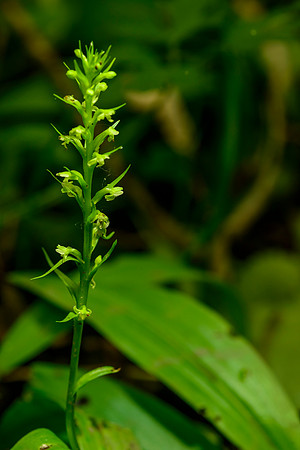 Northern Tubercled Orchid