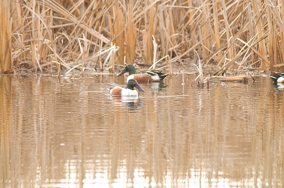 Northern Shoveler