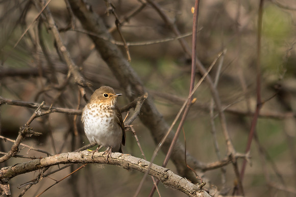Swainson's Thrush; Magee Marsh, Lake Erie, Ohio