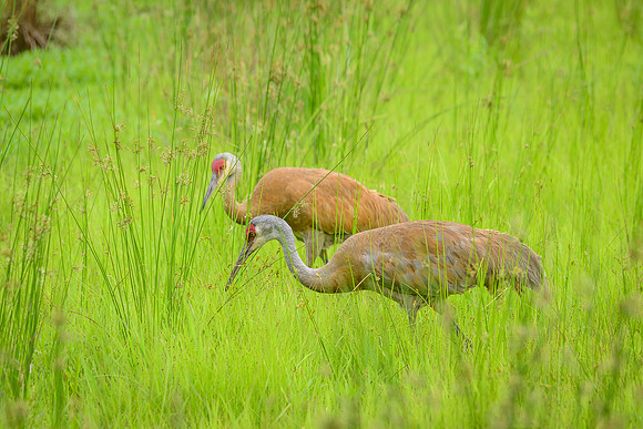Sandhill Crane Pair