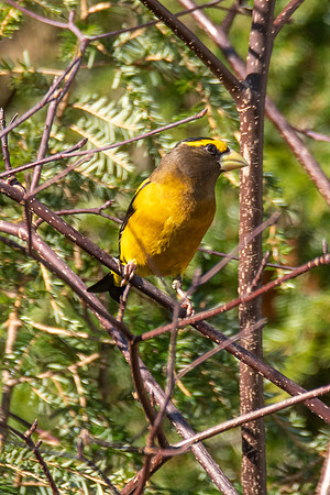 Evening Grosbeak