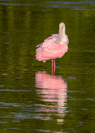 Roseate Spoonbill