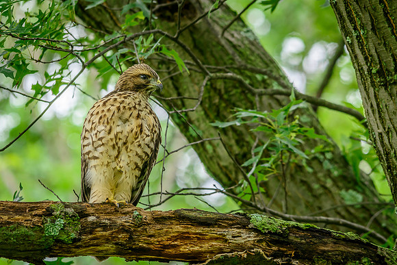Juvenile Red-shouldered Hawk