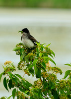 Eastern Kingbird