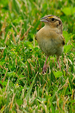 Grasshopper Sparrow