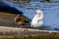 Mute Swan