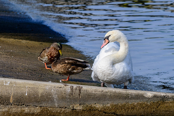 Mute Swan; Lake Eire, Cleveland Ohio