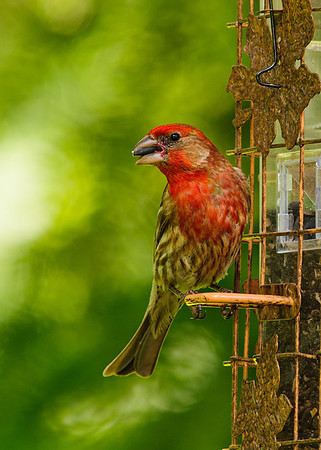 House Finch