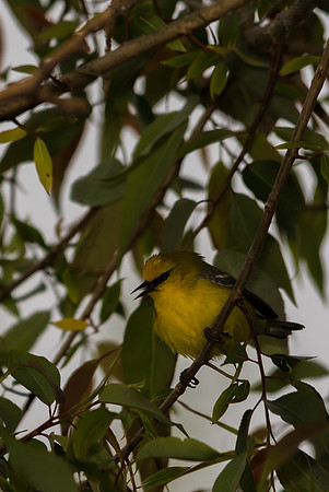 Blue-winged Warbler