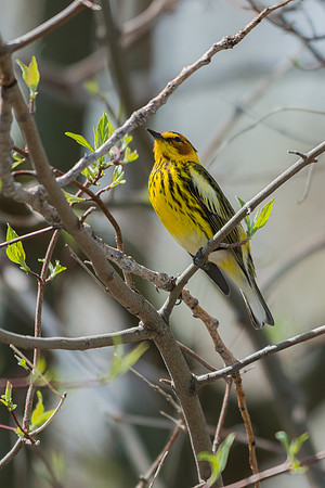 Cape May Warbler