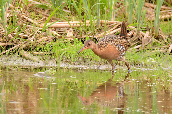 King Rail