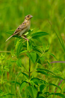 Grasshopper Sparrow