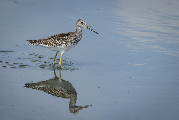 Greater Yellowlegs