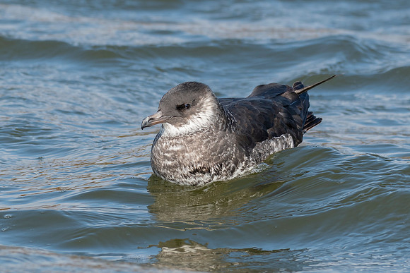 Pomarine Jaeger