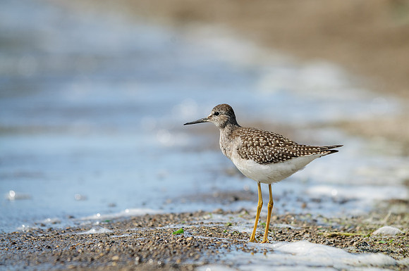 Lesser Yellowlegs