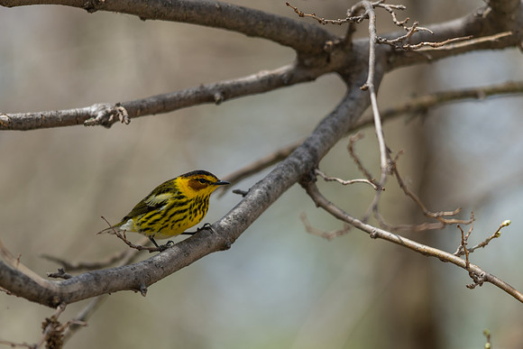 Cape May Warbler