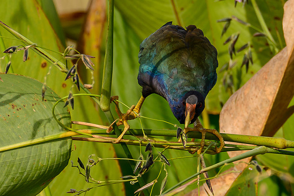 Purple Galanule