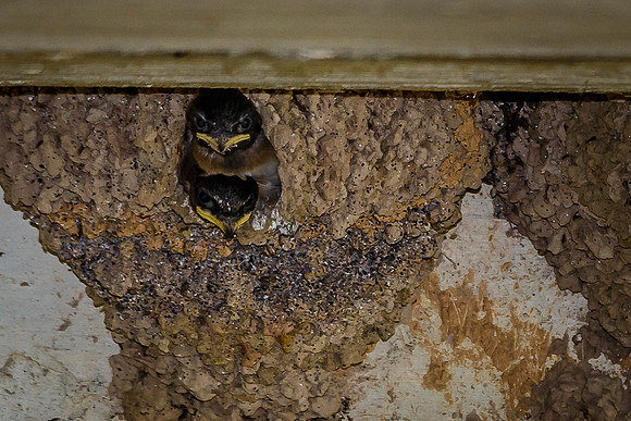 Baby Cliff Swallows