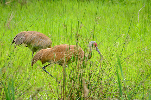 Sandhill Crane Pair