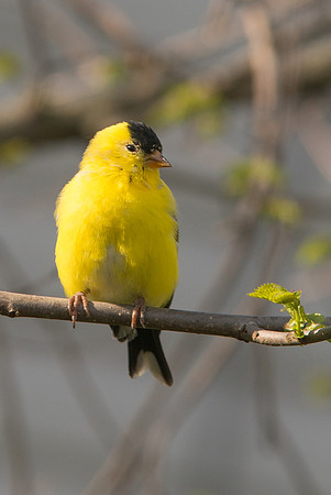 Goldfinch