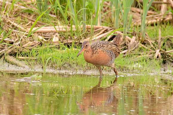 King Rail