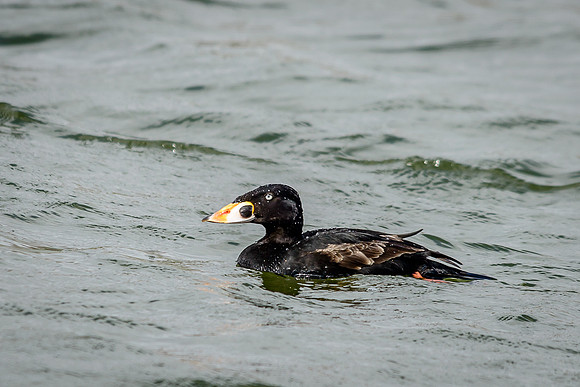 Surf Scoter
