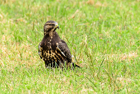 Swainson's Hawk