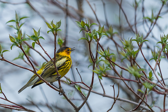 Cape May Warbler