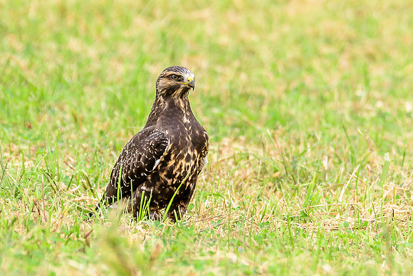 Swainson's Hawk