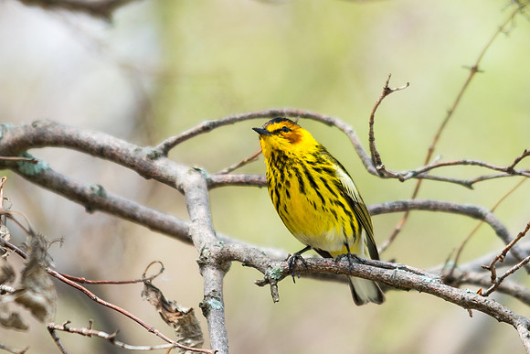 Cape May Warbler