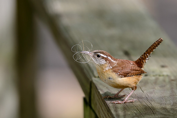 Carolina Wren