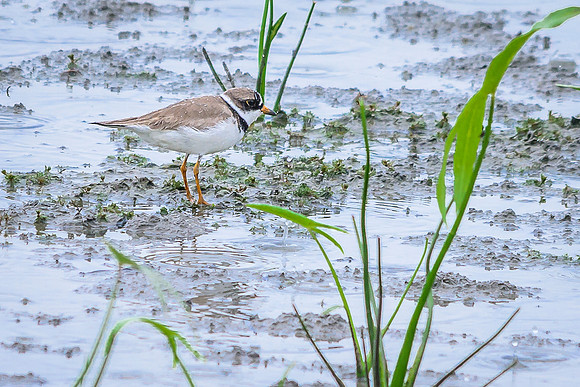 Semipalmated Plover