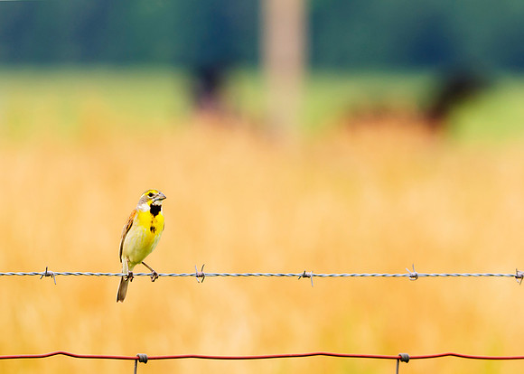 Dickcissel