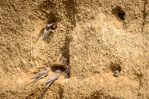 Bank Swallow