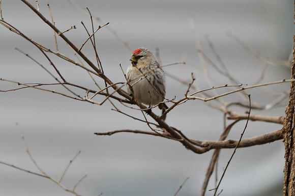 Female Hoary Redpoll Larue Ohio