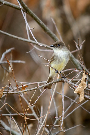 Eastern Pheobe