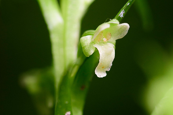 Northern Tubercled Orchid