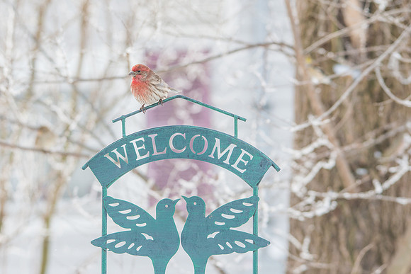 House Finch