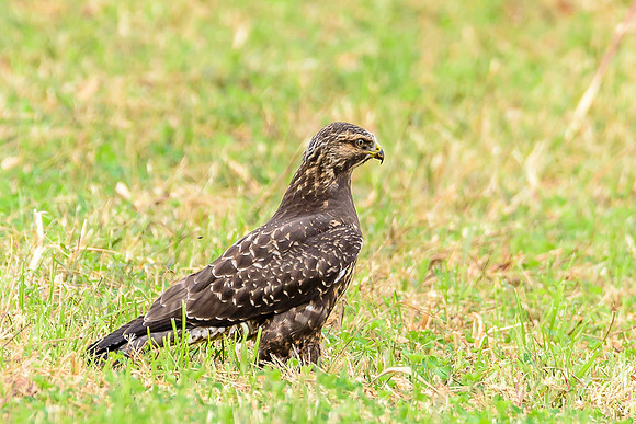 Swainson's Hawk