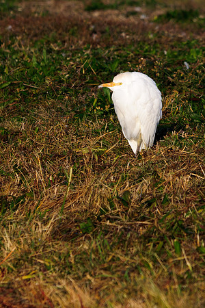 Cattle Egret