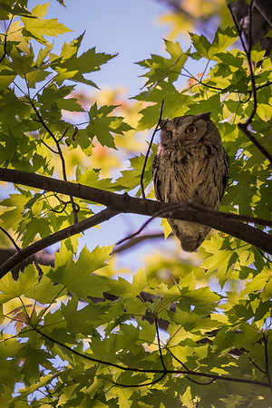 Eastern Screech Owl