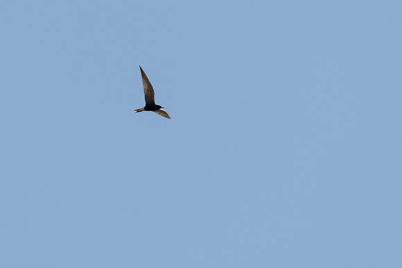 Black Tern