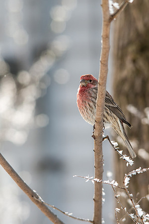House Finch
